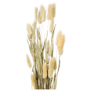 Lagurus Trockenblumenstrauß