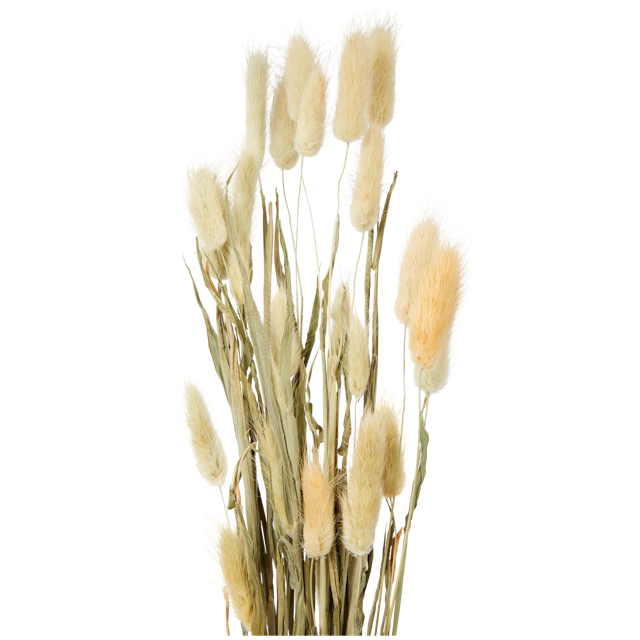 Lagurus sušené kvety