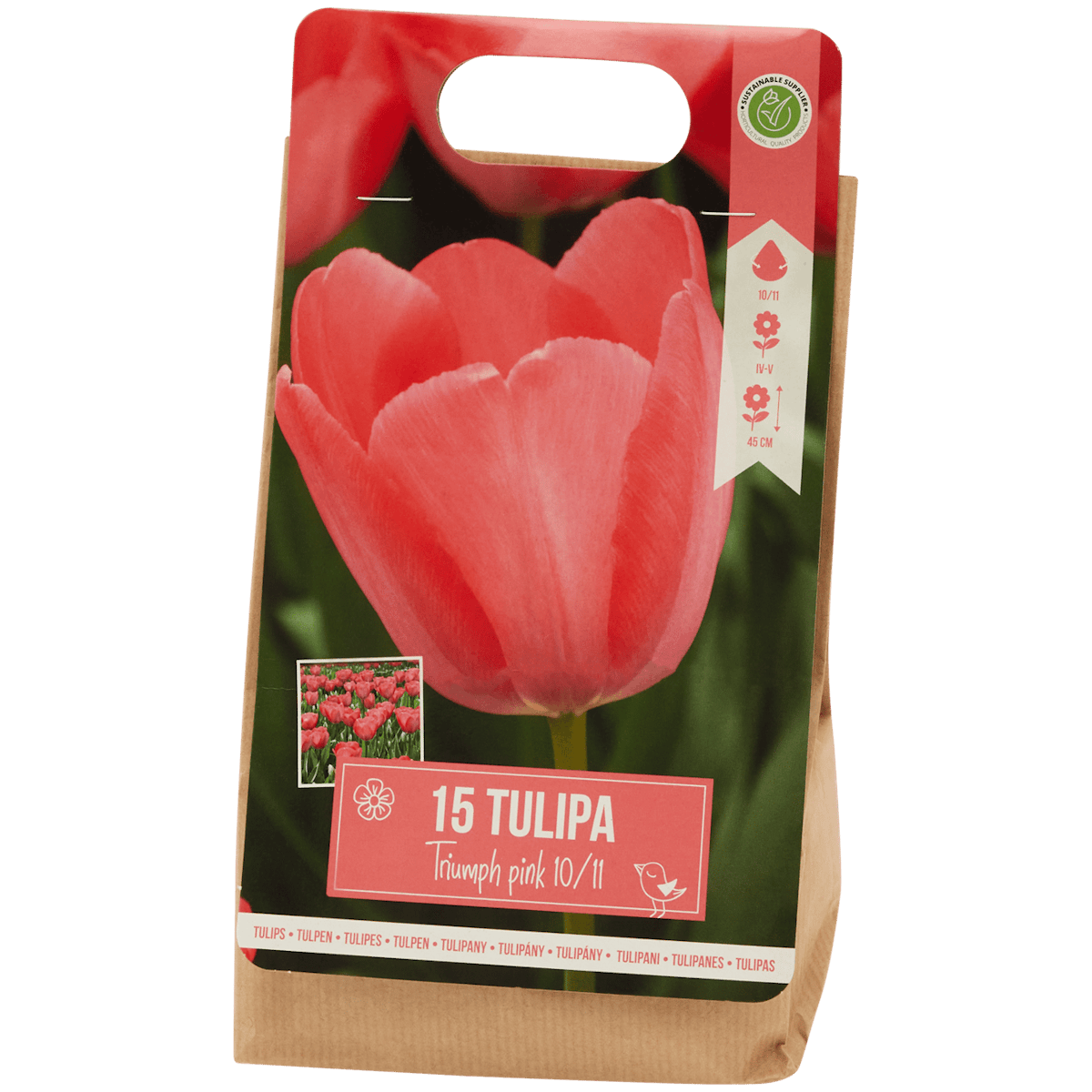 Bulbos de tulipán
