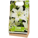 Gladiolen bloembollen