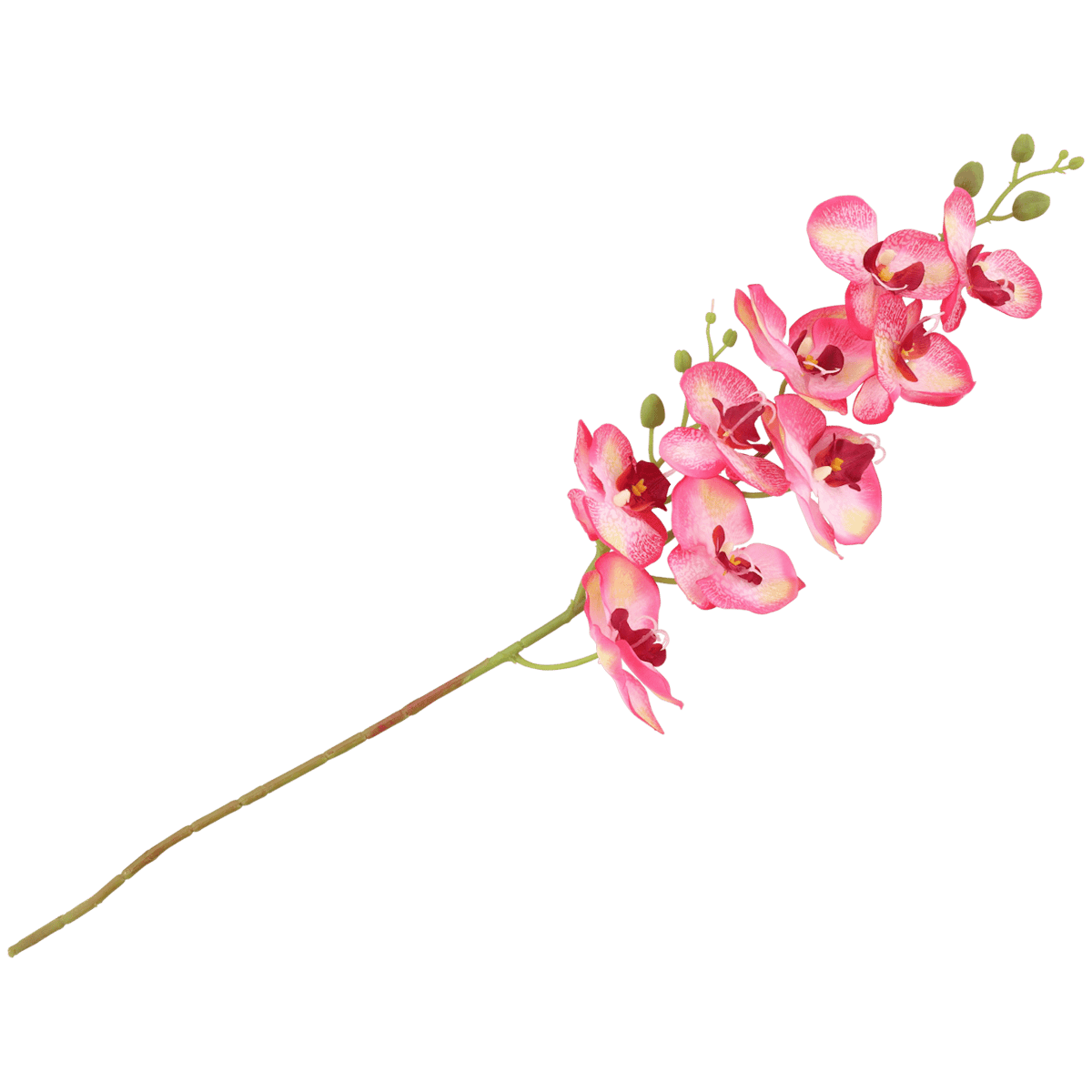 Orchidea na łodydze