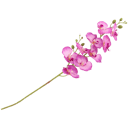 Orchidea su stelo