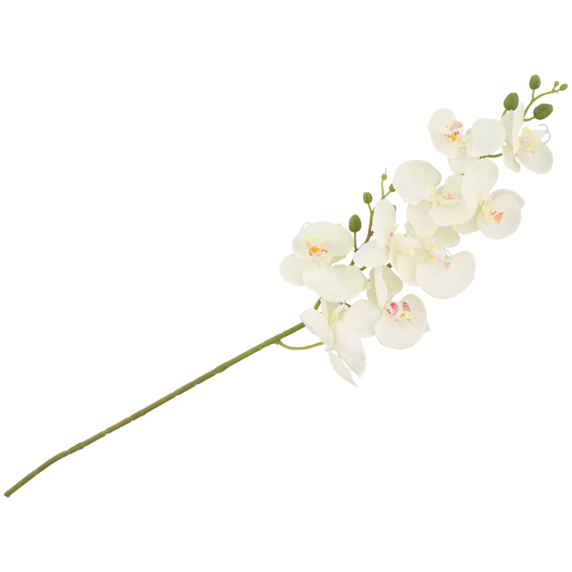 Orquídea con tallo