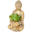 Fettpflanze in Buddha-Figur