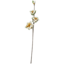 Kwiat piankowy na łodydze