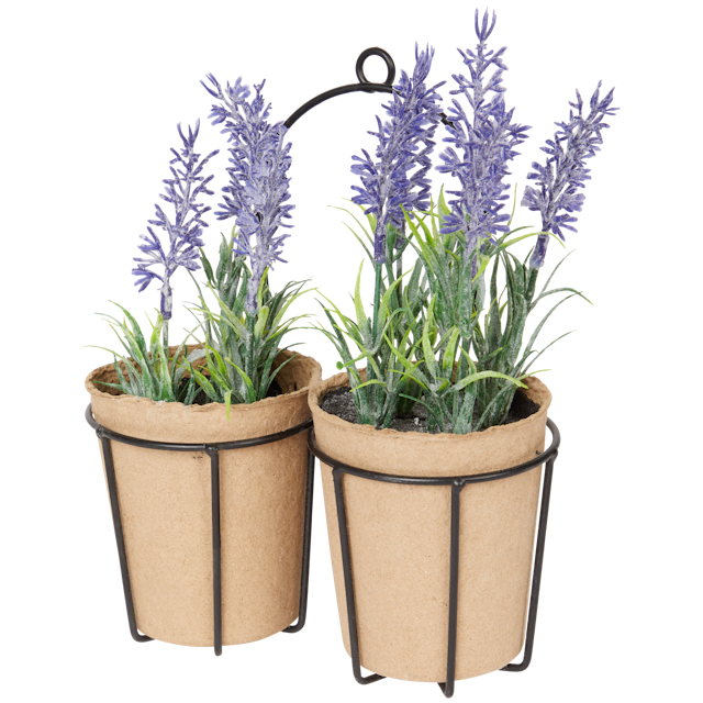 Lavendelpflanzen im Duotopf