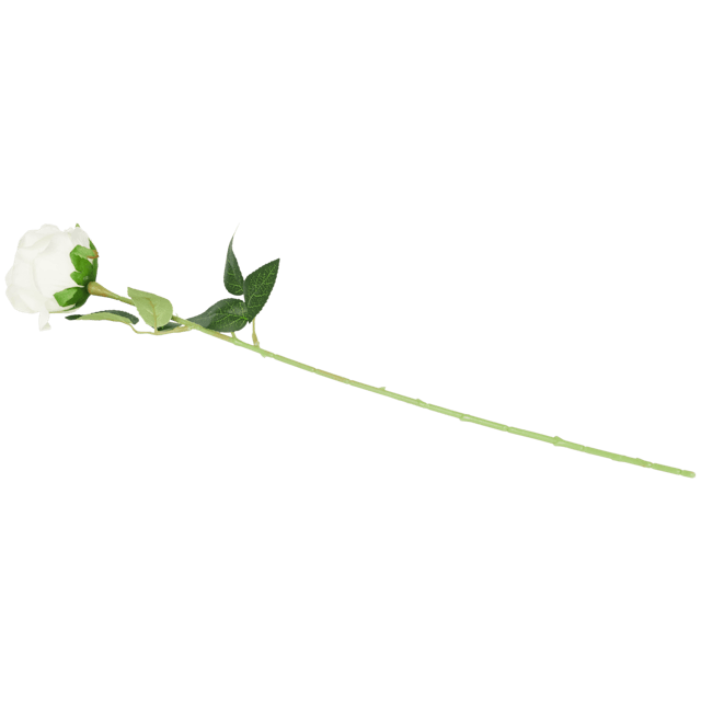 Róża na łodydze