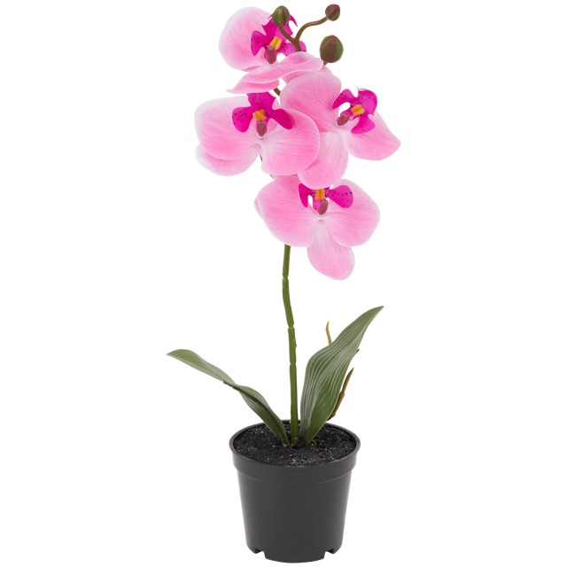 Orchidej v květináči Home Accents