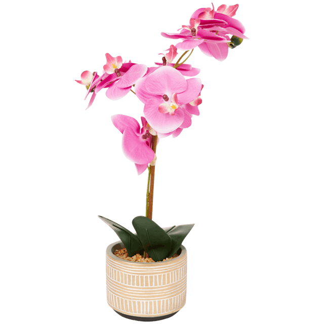 Orquídea en macetero