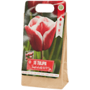 Bulbos de tulipán