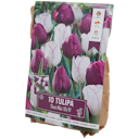 Bulbes de tulipe