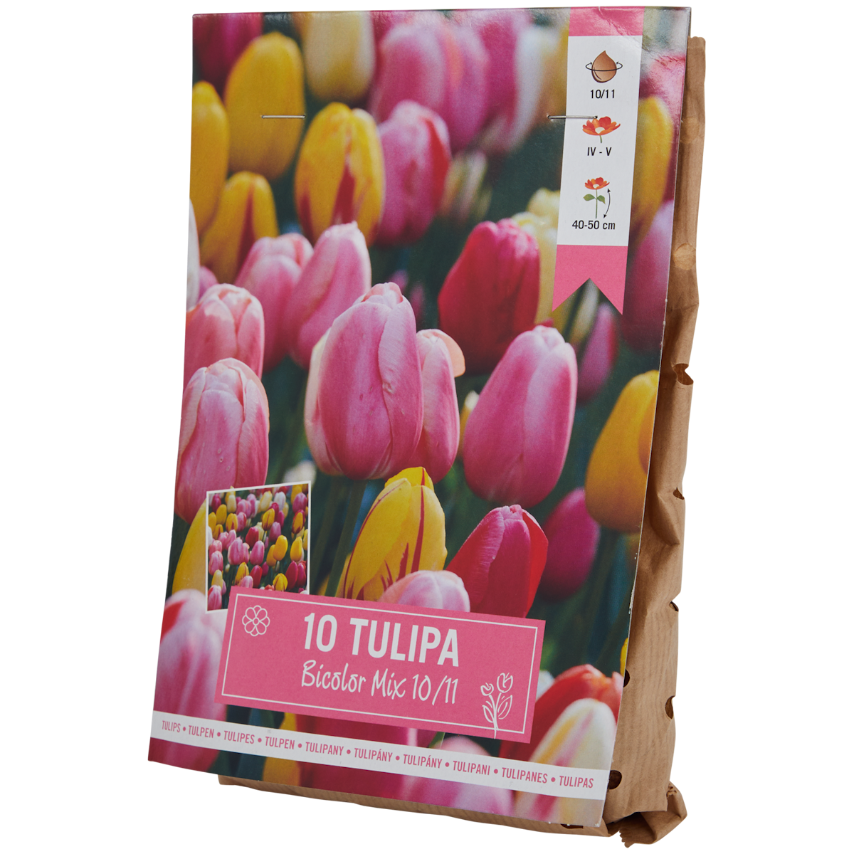 Bulbes de tulipe
