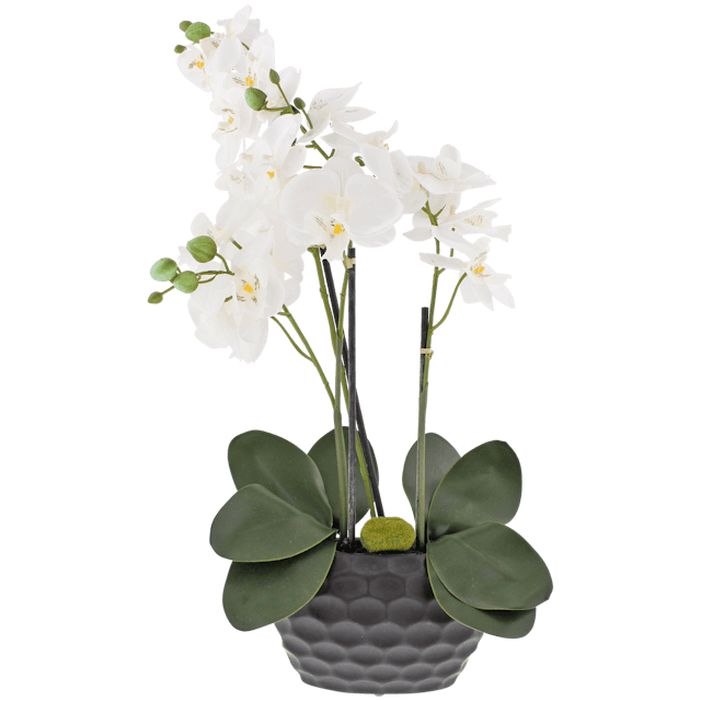 Orchidee in pot  