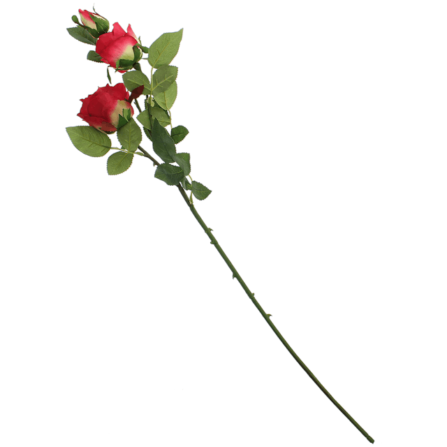 Růže na stonku  