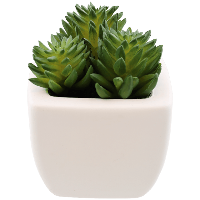 Vetplant in witte pot  