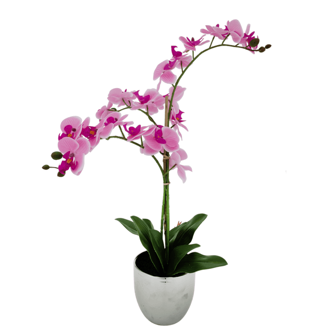 Orchidee im Topf  