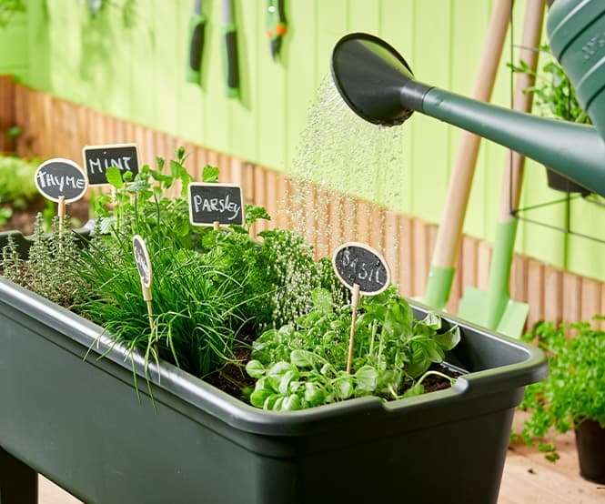 Inspiracje i pomysły na ogródek warzywny