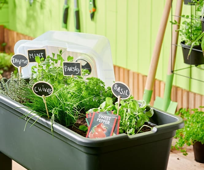 Mały ogródek warzywny – czego potrzebujesz?