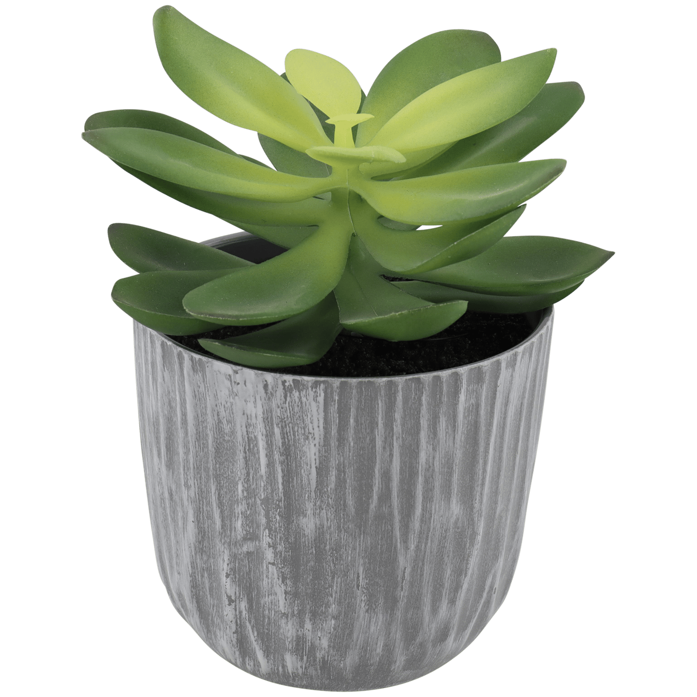 Plante grasse en pot