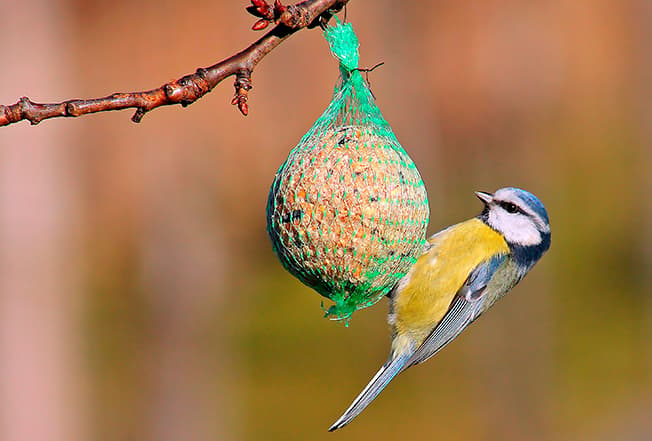 Ayuda a los pájaros durante el invierno